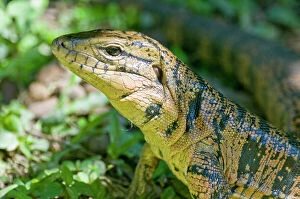 Gold Tegu Collection: Gold Tegu Lizard - close up of head - Asa Wright Centre - Trinidad
