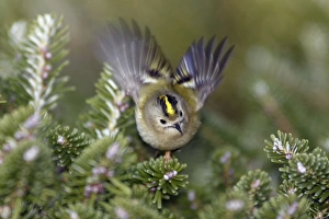 Goldcrest - flickering wings in display Goldcrest - flickering wings in display