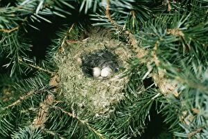 Images Dated 7th May 2004: Goldcrest Nest with two eggs