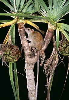 Muridae Collection: Golden-backed Tree-rat