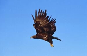 Images Dated 18th May 2007: Golden Eagle