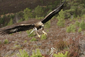 Golden Eagle - in flight Golden Eagle - in flight