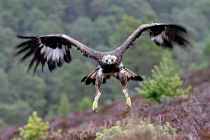 <b class=qtipBold><figcaption>Golden Eagle - in flight</figcaption></b><br>WAT-16996 Golden Eagle - in flight Scottish Moor - Aviemore - Scotland Aquila chrysaetos M. Watson Please note that prints are for personal display purposes only and may not be reproduced in anyway.<br><em>© M. Watson / ardea.com</em> Golden Eagle - in flight