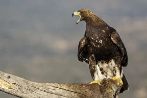 Golden Eagle - immature, first winter plumage eating