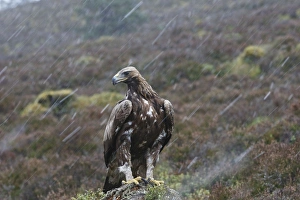 Golden Eagle - in rain Golden Eagle - in rain