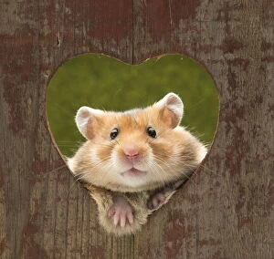 Golden Hamster looking through a heart shaped hole