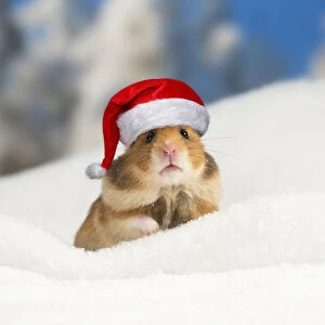 Golden Hamster wearing Christmas hat in winter snow