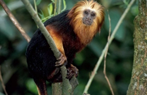 Golden-headed lion TAMARIN / Gold and Black Lion Tamarin / Golden-headed Tamarin Golden-headed lion TAMARIN / Gold and Black Lion Tamarin / Golden-headed Tamarin