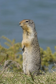Golden Mantled Ground Squirrel - standing upright on lookout for danger Golden Mantled Ground Squirrel - standing upright on lookout for danger