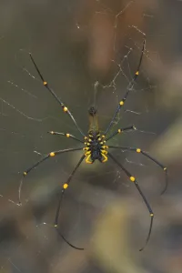 Web of intrigue as giant spider legs it to Australia, The Courier