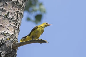 Yellow Perch Gallery: Golden Oriole - adult female perched on a branch - Germany