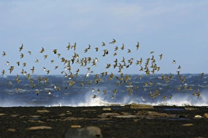 Golden Plover - flock flying along coast in autumn Golden Plover - flock flying along coast in autumn