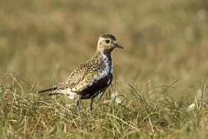 Golden Plover - in habitat showing breeding plumage - June Golden Plover - in habitat showing breeding plumage - June