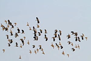 Golden Plover & Lapwing (Vanellus vanellus) mixed flock in flight Golden Plover & Lapwing (Vanellus vanellus) mixed flock in flight