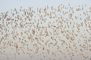 Golden Plover - large Autumn flock in flight Golden Plover - large Autumn flock in flight