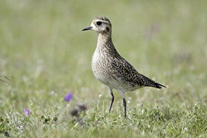 Golden Plover - resting on meadow during spring migration Golden Plover - resting on meadow during spring migration