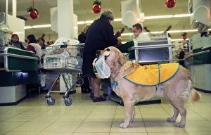 Golden Retriever as aid dog with supermarket bag in muzzle in shop wearing special coat Golden Retriever as aid dog with supermarket bag in muzzle in shop wearing special coat