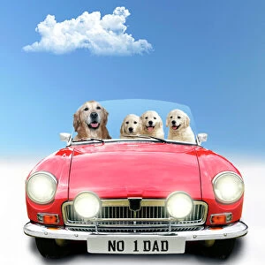 Golden Retriever Dog driving car, adult with puppies Date: 30-Jun-15