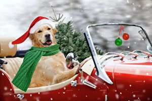 Decorations Collection: Golden Retriever Dog - driving car collecting Christmas tree Digital Manipulation