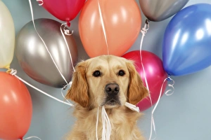 Golden Retriever Dog - holding balloons Golden Retriever Dog - holding balloons