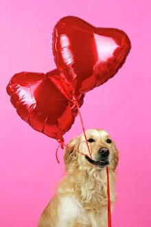 Images Dated 26th February 2008: Golden Retriever Dog - holding heart shaped balloons