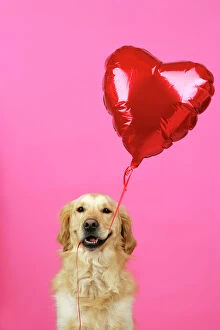 Images Dated 26th February 2008: Golden Retriever Dog - holding heart shaped balloon