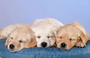 Images Dated 8th December 2010: Golden Retriever Dog - puppies with eyes closed, on cushion