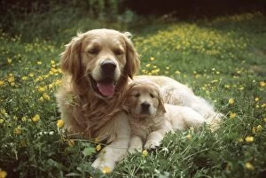 Images Dated 29th June 2004: Golden Retriever Dog & puppy