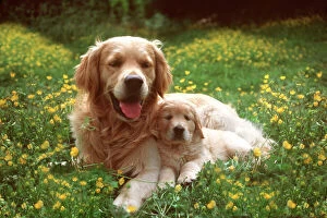Friendship Collection: Golden Retriever Dog & Puppy