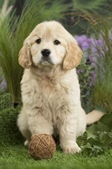 Balls Gallery: Golden Retriever Dog puppy with toy ball