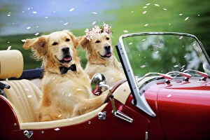 Images Dated 17th October 2009: Golden Retriever Dog - wedding couple in car Digital Manipulation