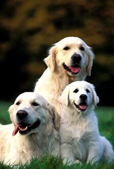 Temperature Control Collection: Golden Retriever Dogs Sitting with puppy