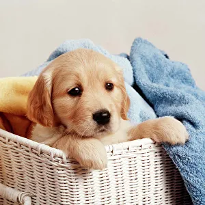 Golden Retriever - puppy in laundry basket, with towels Golden Retriever - puppy in laundry basket, with towels