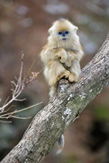 Monkey Gallery: Golden Snub-nosed Monkey - baby