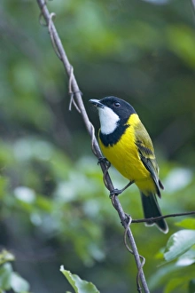 Golden Whistler / Golden-breasted Whistler / White-throated Whistler / Yellow-breasted Golden Whistler / Golden-breasted Whistler / White-throated Whistler / Yellow-breasted