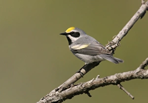 Golden-winged Warbler - Probably an impure bird with some Blue-winged Warbler blood in it Golden-winged Warbler - Probably an impure bird with some Blue-winged Warbler blood in it