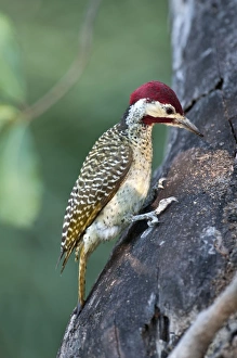 Goldentailed Woodpecker - searching for food on tree trunk Goldentailed Woodpecker - searching for food on tree trunk