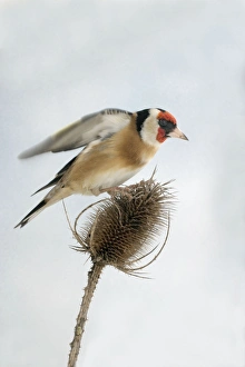 Goldfinch - On teasel, male, side view Goldfinch - On teasel, male, side view