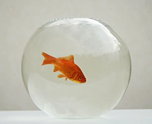 Goldfish - alone in goldfish bowl Goldfish - alone in goldfish bowl