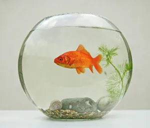 Goldfish – in goldfish bowl with weed Our beautiful pictures are available  as Framed Prints, Photos, Wall Art and Photo Gifts