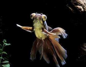 Goldfish - Veil-tail calico with telescope eyes Goldfish - Veil-tail calico with telescope eyes