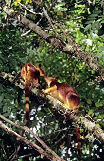 Goodfellow's Tree-Kangaroo - female and joey Goodfellow's Tree-Kangaroo - female and joey