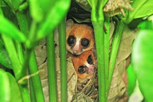 Goodmans Mouse Lemur in the nest -