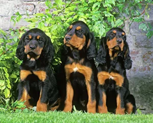 Gordon Setter Dogs - 3 Puppies sitting together Gordon Setter Dogs - 3 Puppies sitting together