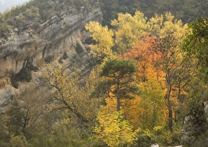 Gorge du Verdon, Provence-Alpes: autumn colour from black poplars, aspens etc Gorge du Verdon, Provence-Alpes: autumn colour from black poplars, aspens etc