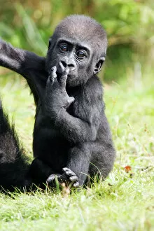 Primate Gallery: Gorilla - baby animal portrait, distribution