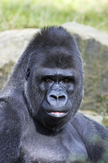 Gorilla - male, portrait Gorilla - male, portrait