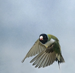 Gouldian Finch - in flight turning head on wings down Gouldian Finch - in flight turning head on wings down