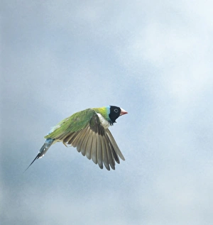 Gouldian finch - in flight side view wings down Gouldian finch - in flight side view wings down