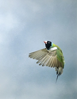 Gouldian Finch - In flight side view wings forward Gouldian Finch - In flight side view wings forward